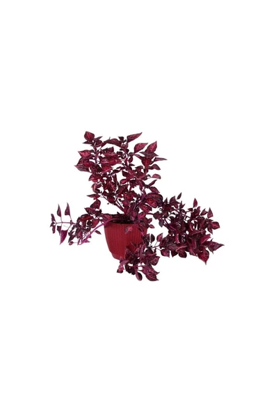 Çingene Şalvarı (Iresine Herbstii) Fidanı 10-20 cm ürün görseli