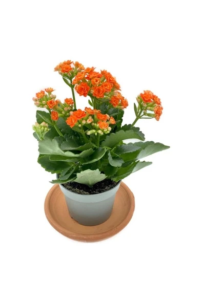Kalanchoe (Kalanşo) Turuncu Çiçeği Fidanı 10-20 cm - Resim 2