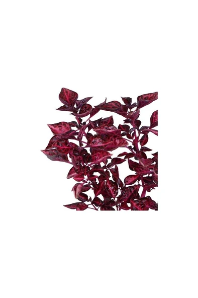 Çingene Şalvarı (Iresine Herbstii) Fidanı 10-20 cm - Resim 2