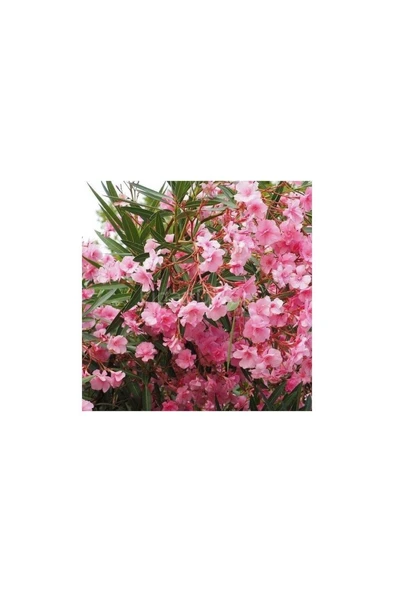 Zakkum Çiçeği Fidanı 30-50 Cm 1 Adet Nerium Oleander ürün görseli