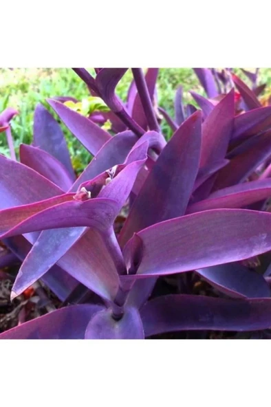 Mor Telgraf Kara Sevda Çiçeği Tradescantia 10-20 cm ürün görseli 1