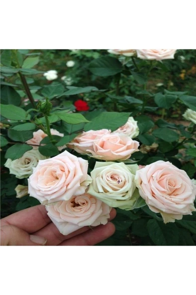 Gül Fidanı Krem Beyazı Kokulu Yediveren Sarmaşık 10-20 cm ürün görseli