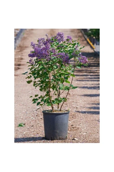 Harika Kokulu Leylak Çiçeği Fidanı 1 Adet Saklsılı (40-60CM) Bahçe Çiçeği (Syringa) - Resim 2