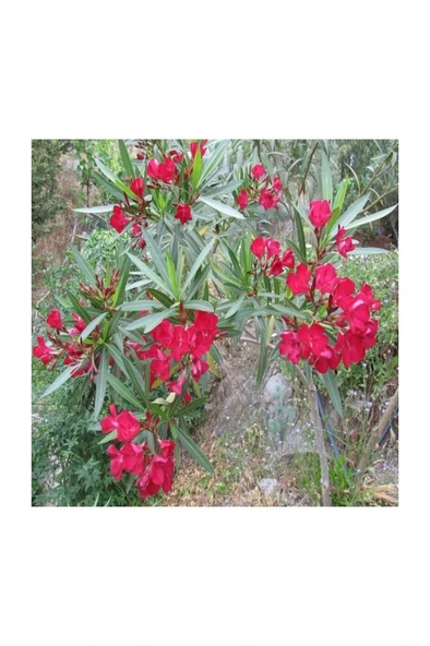 Kırmızı Çiçek Açan Zakkum Fidanı 30-60 cm ürün görseli