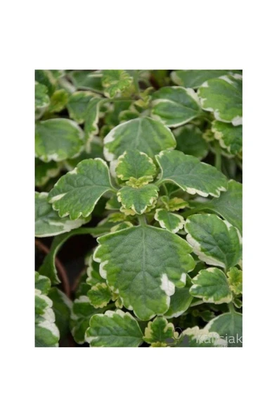 Yogun Kokulu Plectranthus Forsteri 10-20 cm - Resim 3
