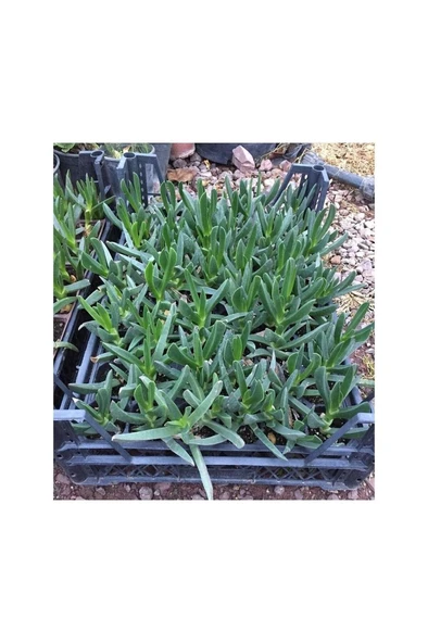 Saksılı Kaz Ayağı Çiçeği Fidanı 10-20 Cm - Resim 2