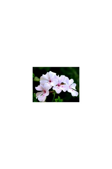 Pelargonium Peltatum Sakız Sardunya Fidanı 10-20 Cm - Resim 2