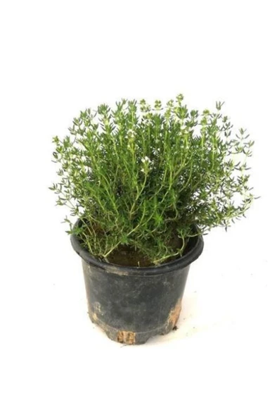 Saksılı Kekik Fidanı Potted Thyme Sapling 10-20 Cm ürün görseli