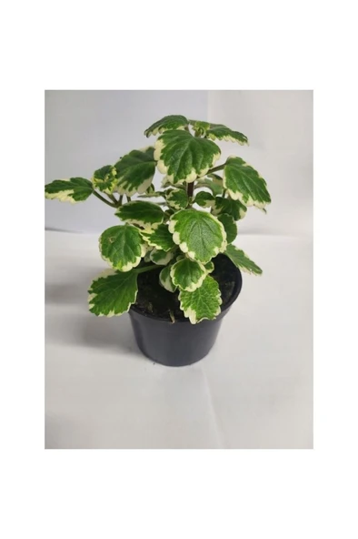 Yogun Kokulu Plectranthus Forsteri 10-20 cm ürün görseli