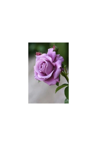 Gül Fidanı Lila Renk 10-20 cm ürün görseli