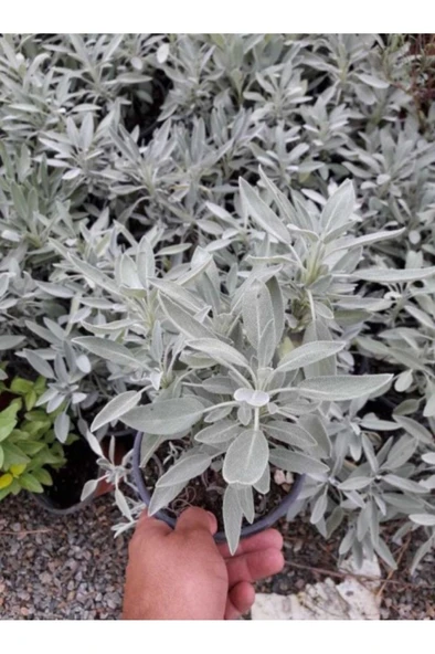 Adaçayı Salvia Officinalis Tıbbi Adaçayı 3 Adet 10-20 cm - Resim 3