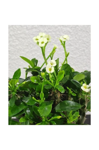 Efhorbia-Dikenler Tacı Çiçeği Beyaz 10-20 Cm - Resim 2