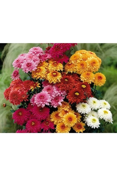 Kasımpatı Çiçeği Fidesi Fidanı 10-20 cm ürün görseli