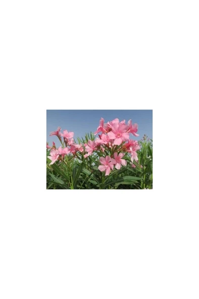 Zakkum Çiçeği Fidanı 30-50 Cm 1 Adet Nerium Oleander - Resim 3
