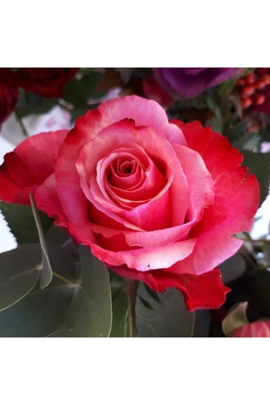 Gülfem Yediveren Açık Kırmızı Kokulu Gül Fidan 10-20 cm ürün görseli