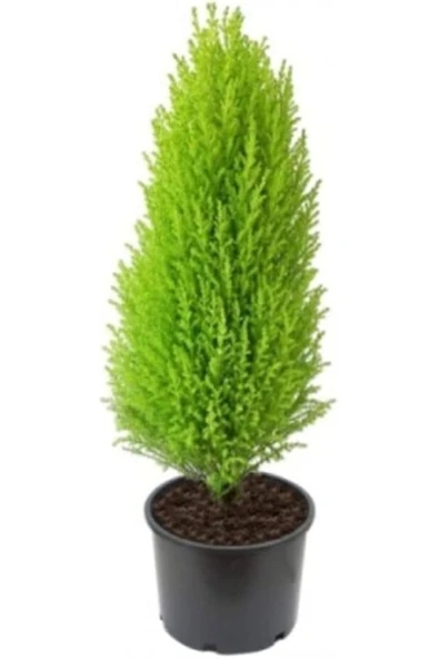 Limoni Servi Limon Çam 35-40 Cm 2 Adet ürün görseli