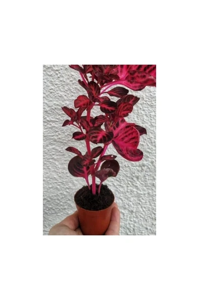 Çingene Şalvarı Bitkisi Iresine Herbstii 10-20 cm ürün görseli