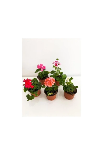 Sardunya Pembe Sarkan Sardunya Pembe Saksılı 10-20 cm - Resim 2