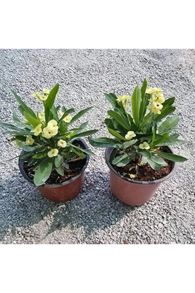 Sarı Dikenler Tacı Fidanı Yellow Crown Of Thorns 10-20 Cm - Resim 3