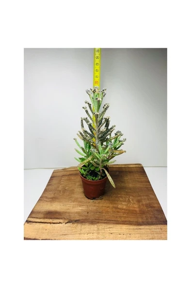 Kalanchoe Delagoensis Aşkın Gözyaşı Sukulent 10-20 cm ürün görseli