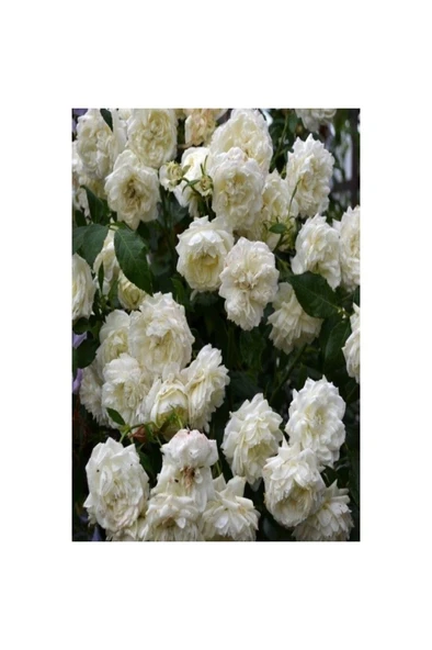 Gül Fidanı Krem Beyazı Kokulu Yediveren Sarmaşık 10-20 cm - Resim 2