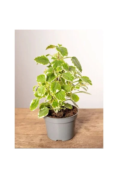 Yoğun Mis Kokulu Benjamin Çiçeği Fidanı 1 Adet Saksılı 10-20 cm - Resim 3