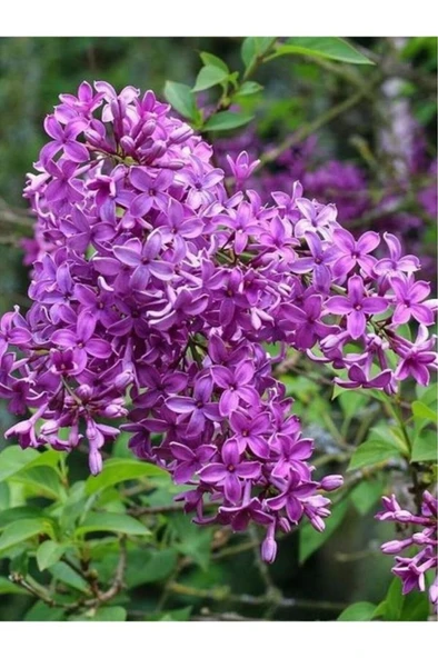 Leylak Lilac Fidanı 30-60 cm - Resim 3