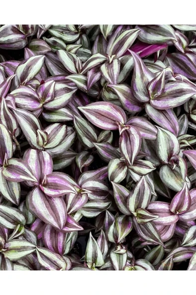 Telgraf Çiçeği Fidanı 4 Çeşit 4 Adet 10-20 cm ürün görseli