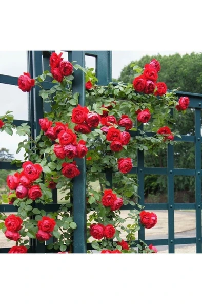 Kırmızı Yediveren Sarmaşık Gül Fidanı 10-20 cm - Resim 2