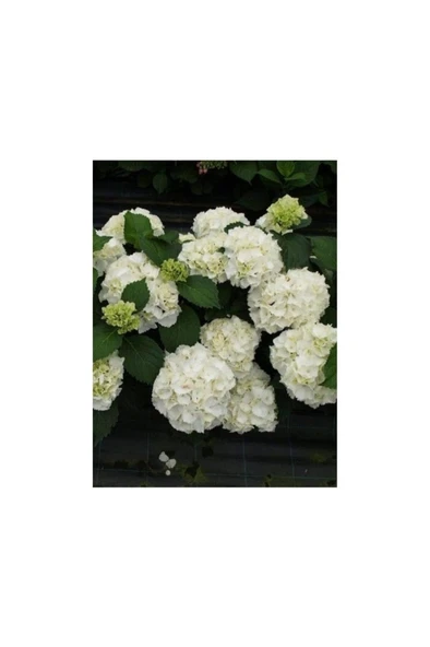 Beyaz Ortanca Çiçeği Fidanı Saksılı 10-20 Cm - Resim 2