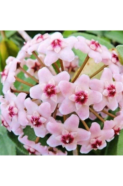 Mum Çiçeği Fidanı 10-20 cm Kokulu Pembe Renk - Resim 3