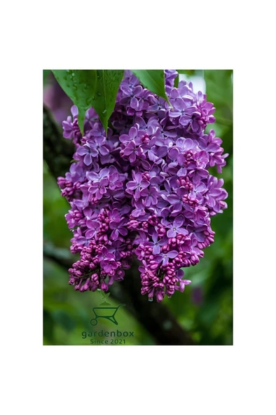 Harika Kokulu Leylak Çiçeği Fidanı 1 Adet Saklsılı (40-60CM) Bahçe Çiçeği (Syringa) ürün görseli