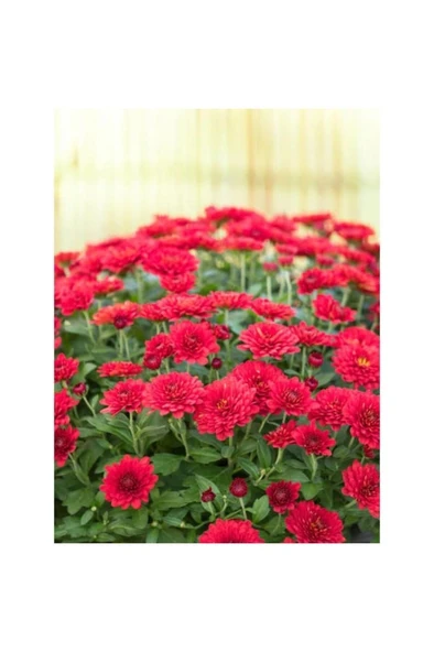 Kırmızı Renk Kasımpatı Çiçeği Fidanı 10-20 cm - Resim 5