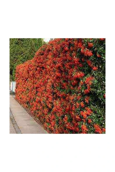 Ateş Dikeni Fidanı  30-60 cm - Resim 2