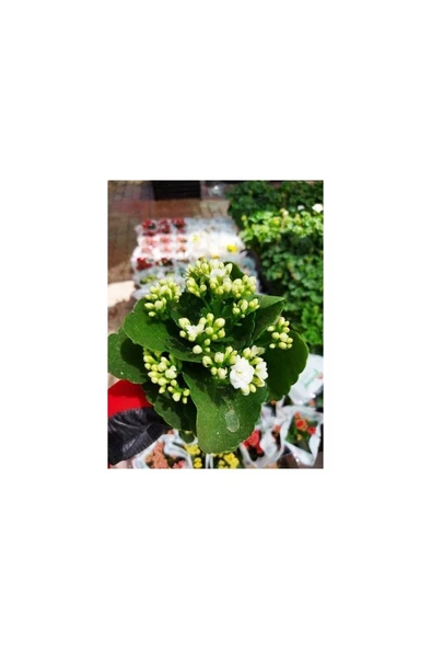 Saksılı Beyaz Kalanşo Çiçeği Fidanı 10-20 cm - Resim 2