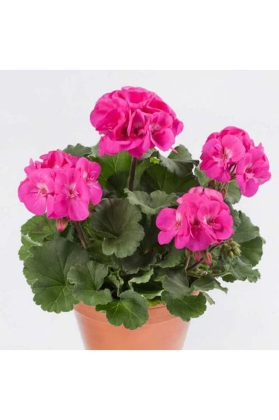 Sardunya Çiçeği Fidanı Pembe 10-20 Cm - Resim 5