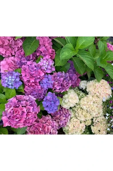 Ortanca Çiçeği, Ortanca Fidanı 1 Adet 10-20 cm - Resim 4