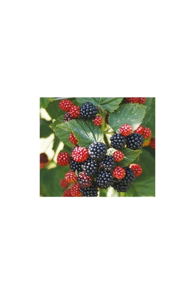 Jumbo Böğürtlen Fidanı Fidesi 30-60 cm ürün görseli