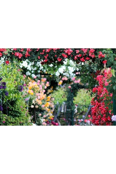 Kırmızı Yediveren Sarmaşık Gül Fidanı 10-20 cm - Resim 4