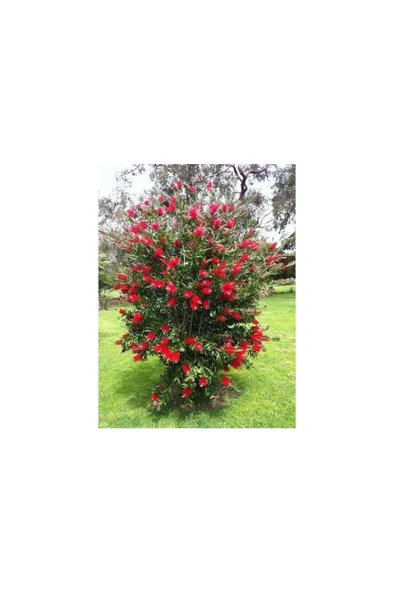 Fırça Çalısı Fidesi Fidanı 30-60 cm ürün görseli