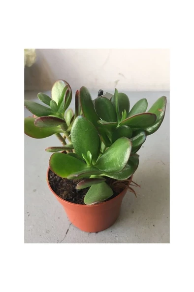 Şans Para Çiçeği Crassula Zenginlik Çiçeği 10-20 Cm - Resim 2