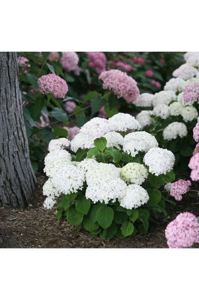 Ortanca Çiçeği, Ortanca Fidanı 1 Adet 10-20 cm - Resim 5