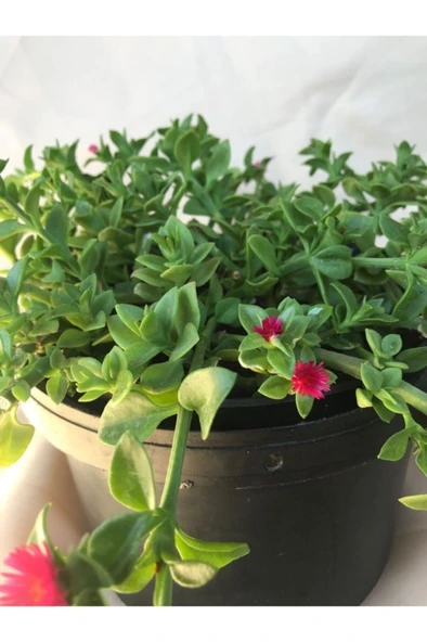 Buz Çiçeği Fidanı 10-20 cm ürün görseli