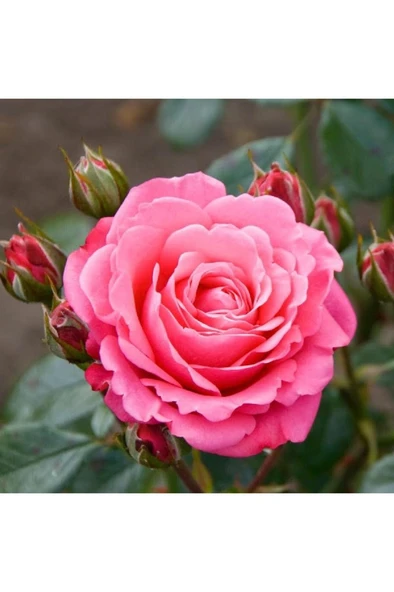 Pembe Gül Fidesi Fidanı 10-20 cm ürün görseli