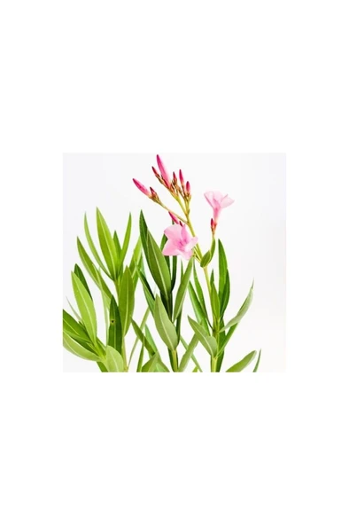 Zakkum Çiçeği Fidanı 30-50 Cm 1 Adet Nerium Oleander - Resim 2