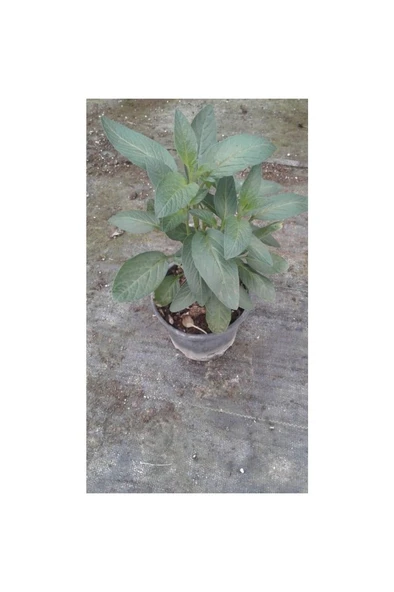 Pepino Ağaç Kavunu Fidanı 10-20 cm - Resim 2