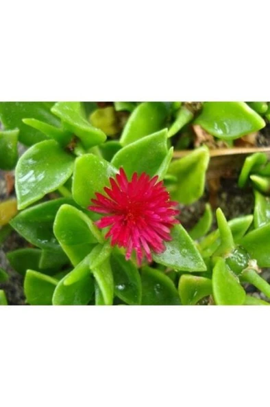 Buz Çiçeği Fidanı 10-20 cm - Resim 2