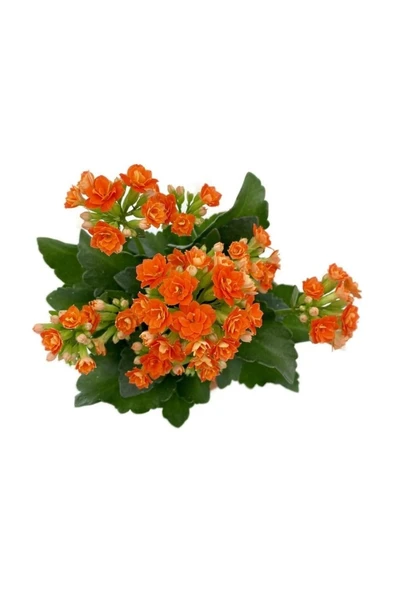 Kalanchoe (Kalanşo) Turuncu Çiçeği Fidanı 10-20 cm ürün görseli