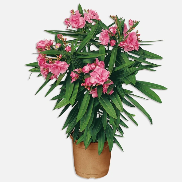 Zakkum Çiçeği Fidanı 30-60 cm Pembe - Resim 4