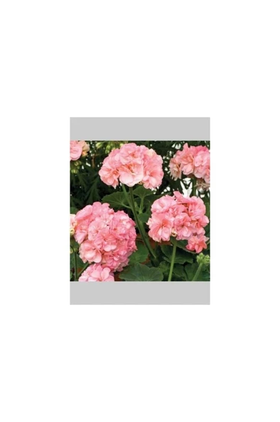 Pembe Beyaz Sakız Sardunya Çiçeği Fidanı 10-20 cm ürün görseli